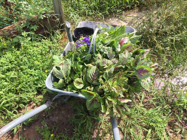 Thạc sĩ 27 tuổi bỏ việc lương cao, về quê làm nông: Không deadline, không phải làm hài lòng người khác..., tôi thấy biết ơn và hạnh phúc - Ảnh 3.