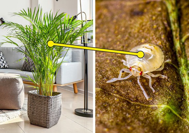 7 loại cây cảnh nhìn thì đẹp nhưng lại tiềm ẩn nguy hiểm, muốn trồng trong nhà phải cân nhắc kỹ - Ảnh 7.