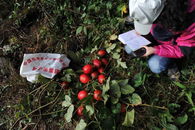 Nghề nguy hiểm: Thu thập hạt giống trên núi cao 5.000m hay hố sâu dưới lòng đất với những rủi ro không ai ngờ - Ảnh 11.