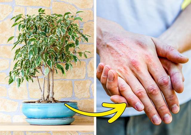 7 loại cây cảnh nhìn thì đẹp nhưng lại tiềm ẩn nguy hiểm, muốn trồng trong nhà phải cân nhắc kỹ - Ảnh 6.