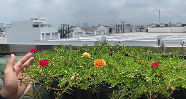 Nhà Phan Hiển - Khánh Thi có vườn cây tiền tỷ, nhiều cây đột biến “đếm lá tính tiền” - Ảnh 7.
