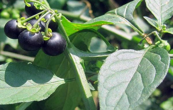 Đây là loại quả mà người Việt chỉ coi là cỏ dại, sang Nhật được tôn như thảo dược quý chữa đủ thứ bệnh, bán giá 700k/kg vẫn cháy hàng - Ảnh 8.