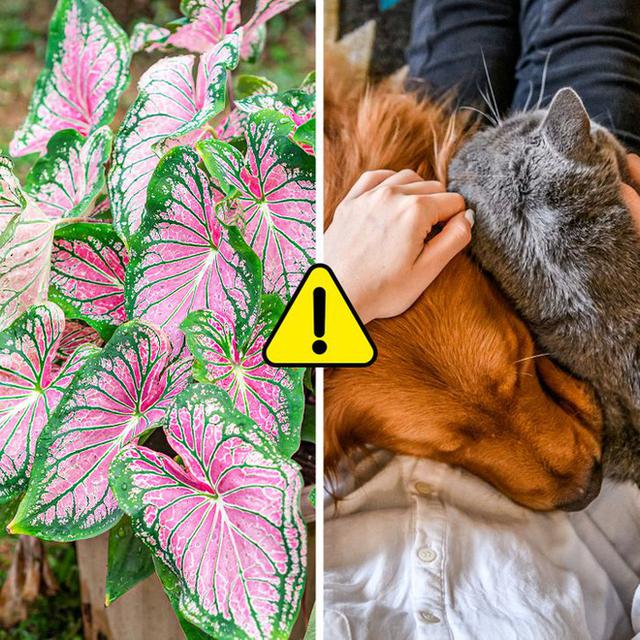 7 loại cây cảnh nhìn thì đẹp nhưng lại tiềm ẩn nguy hiểm, muốn trồng trong nhà phải cân nhắc kỹ - Ảnh 1.