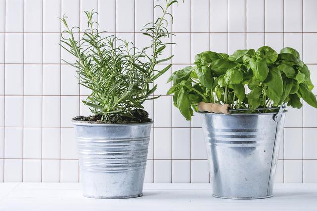 7 loại thảo mộc chẳng tốn sức chăm vẫn lớn nhanh như thổi - Ảnh 12.