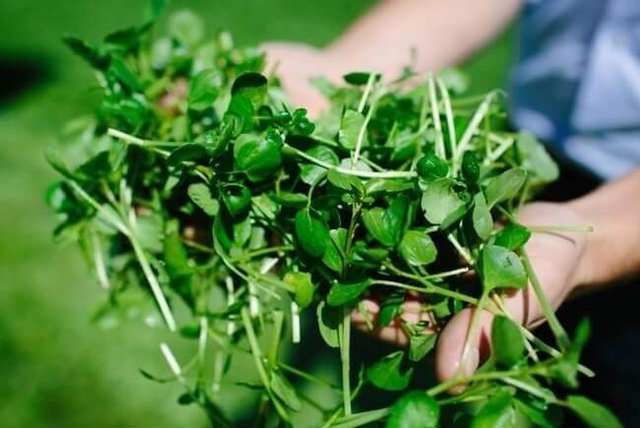 3 loại rau chứa nhiều ký sinh trùng nhất, không nên ăn nếu không biết cách vệ sinh sạch sẽ - Ảnh 3.
