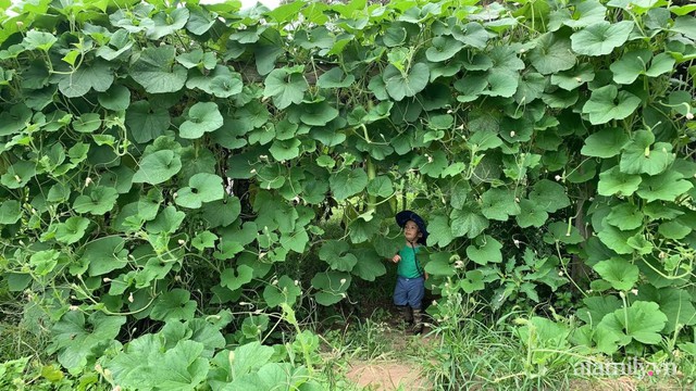 Khu vườn của mẹ Việt sai trĩu rau củ với kích thước khủng - Ảnh 1.
