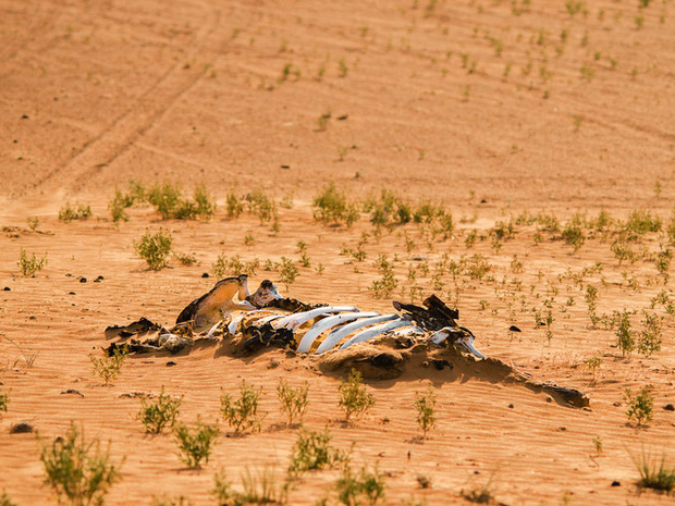 Cảnh báo đỏ: Đại tuyệt chủng lần 6 đang diễn ra nhanh hơn nhiều so với mọi dự báo, lỗi hoàn toàn do con người - Ảnh 1.