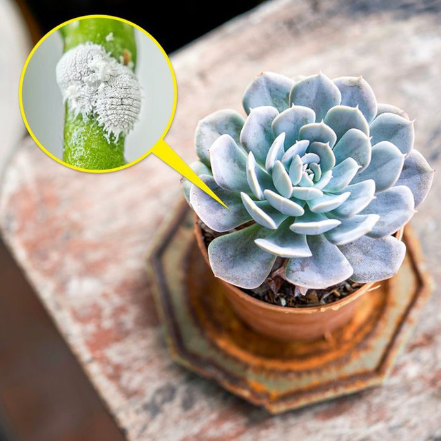 7 loại cây cảnh nhìn thì đẹp nhưng lại tiềm ẩn nguy hiểm, muốn trồng trong nhà phải cân nhắc kỹ - Ảnh 2.