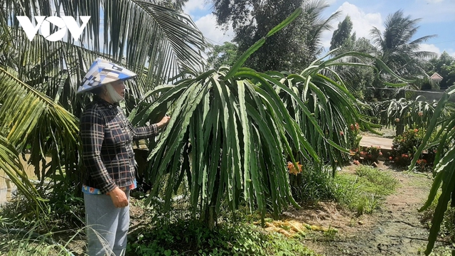 Nhiều nông dân Tiền Giang vay nặng lãi dẫn đến mất nhà, mất đất - Ảnh 3.